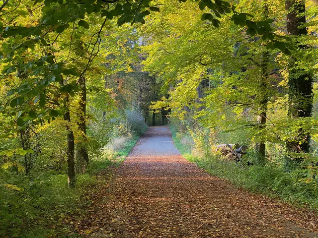 Baindter Bädle Weg im Herbst